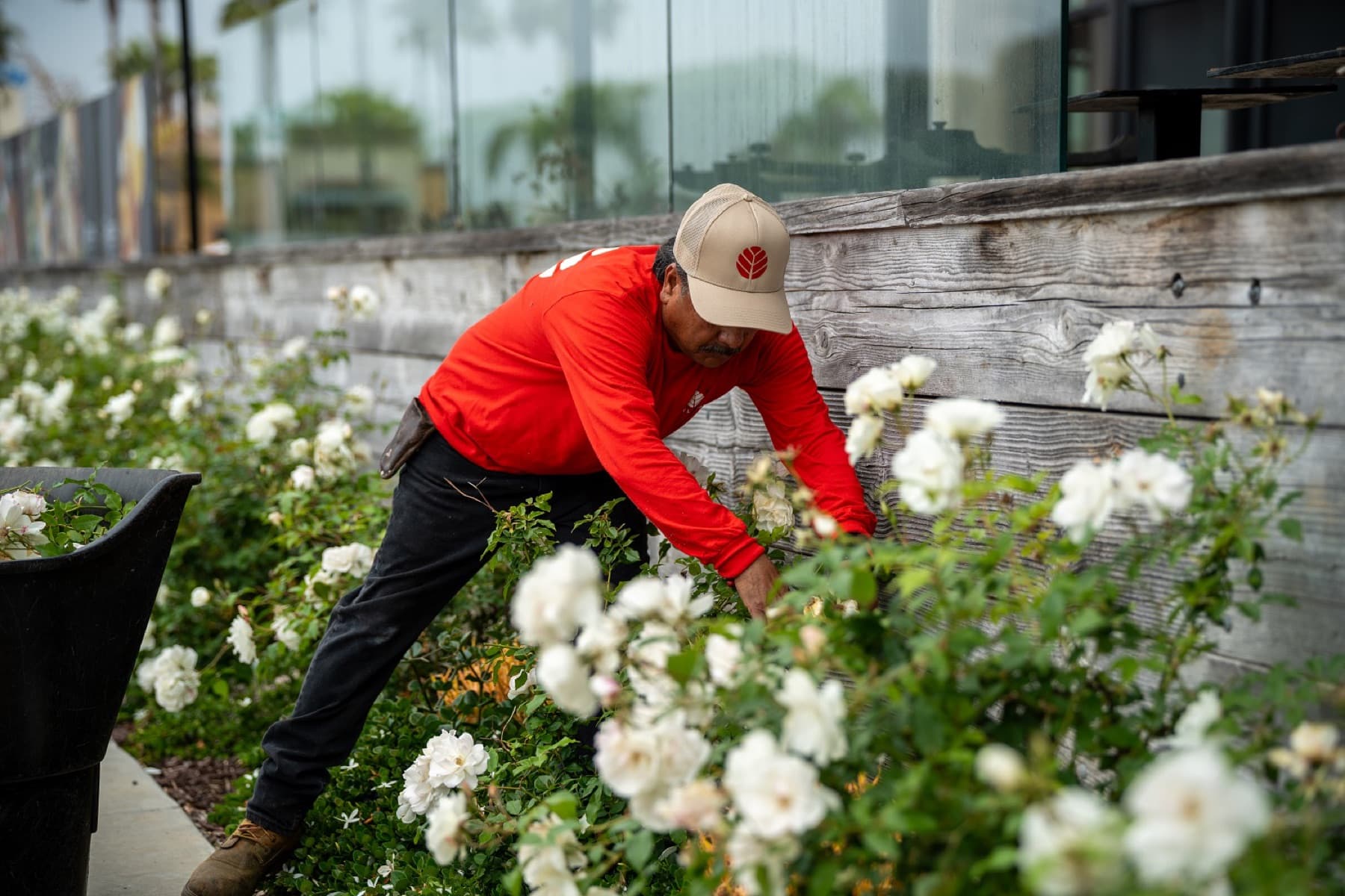 Gentry Commercial Landscape Maintenance Orange County, Landscaping in Brea